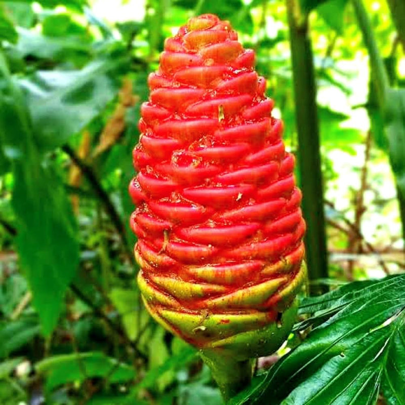 Costus Flower seeds for Planting Garden Favorite Heirloom & GMO Free Seeds for Home Garden