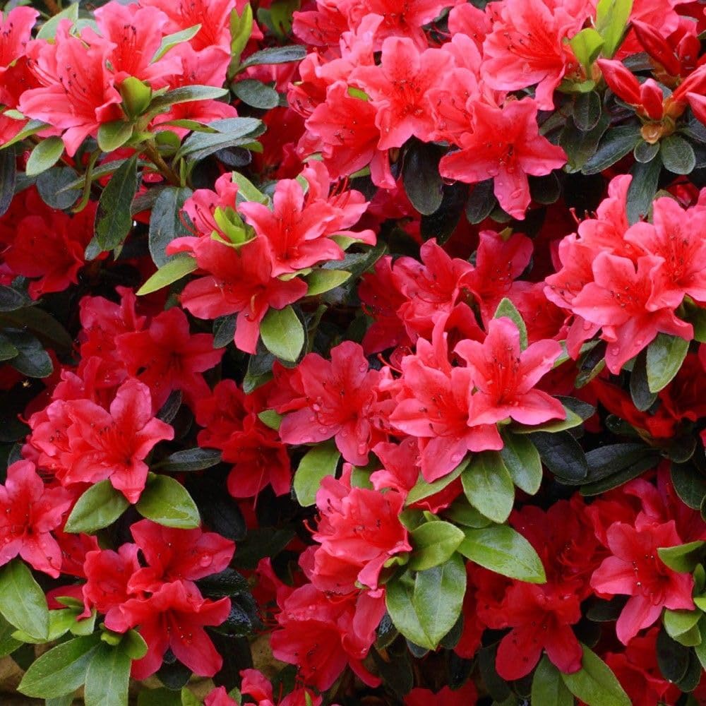 Red Azaleas Flower seeds for Planting - Cut Flower Favorite, Heirloom & GMO Free Seeds for Home Garden