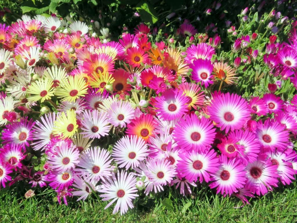 Pink Dorotheanthus Flower seeds for Planting - Colorful Display, Heirloom & GMO Free Seeds for Home Garden