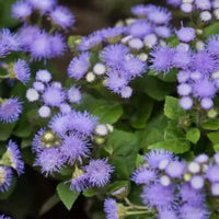 Pezzi di Semi di Piante Blue Ageratum