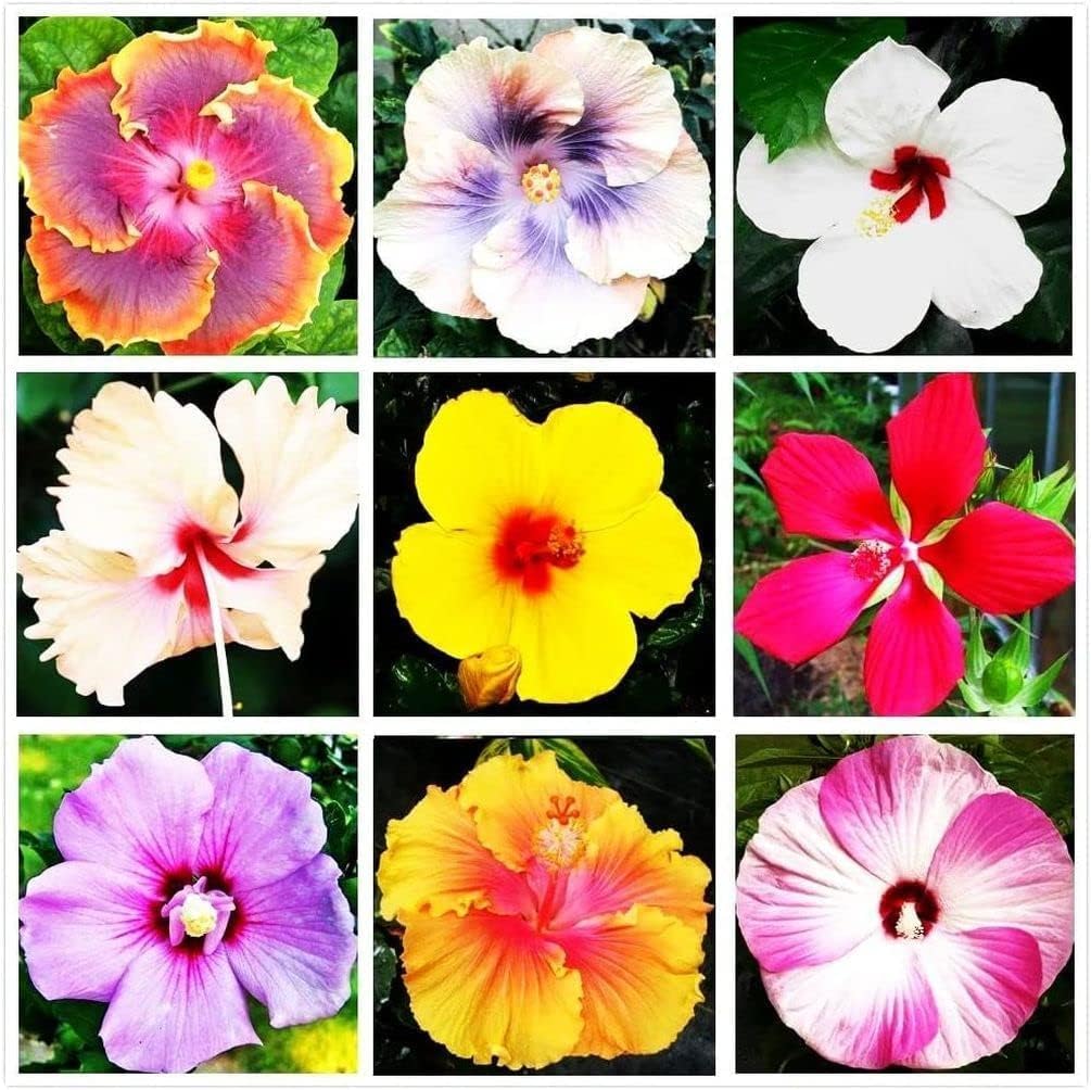 Hibiscus Flower Seed Flower seeds for Planting Easy to Grow Heirloom & GMO Free Seeds for Home Garden