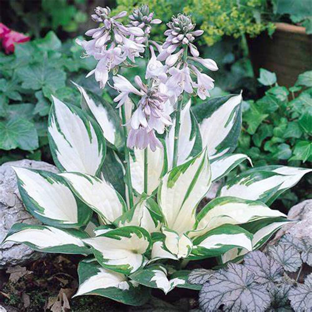 Hosta Jardin Mix Lily Flower Seeds for Planting - Perennial Garden Beauties