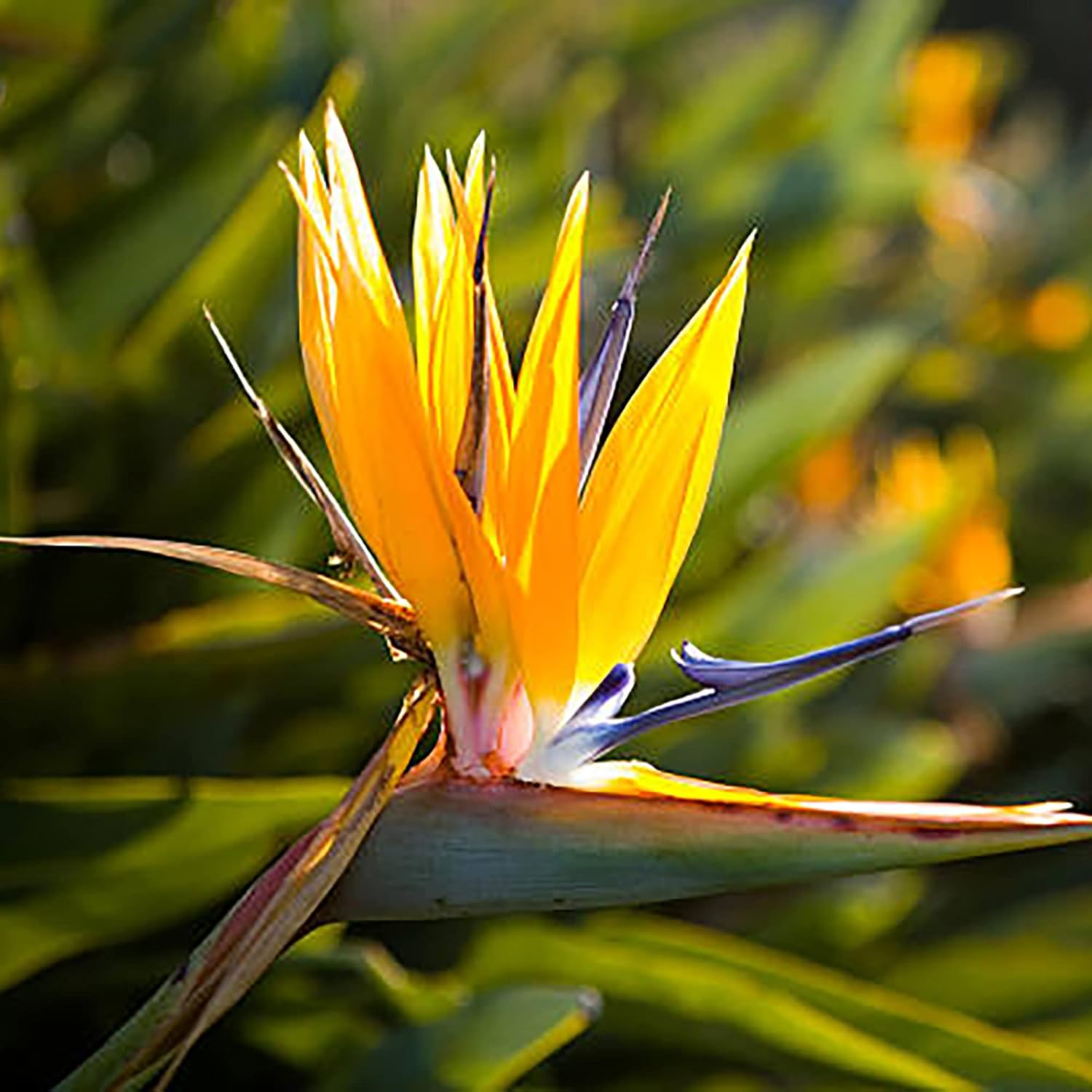 Orange Bird of Paradise Seeds for Planting - Exotic Blooms for Your Garden