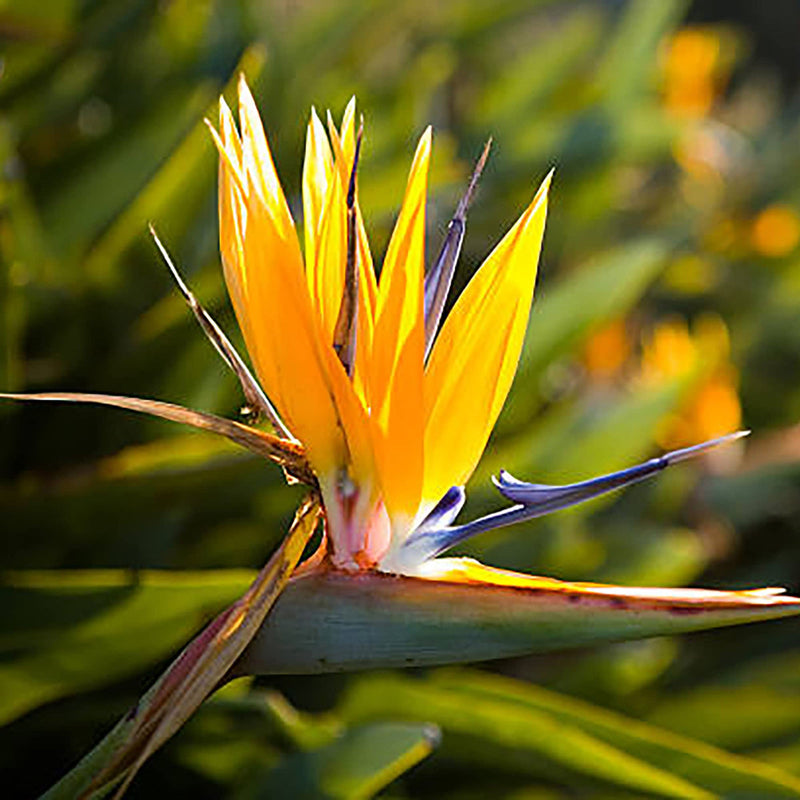 Yellow (Yellow Strelitzia) seeds for planting in home garden