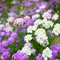 Violet Iberis Amara Flower Seeds for Easy Planting