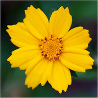 Coreopsis Coreopsis spp Flower Seeds for Planting in Flower Bed