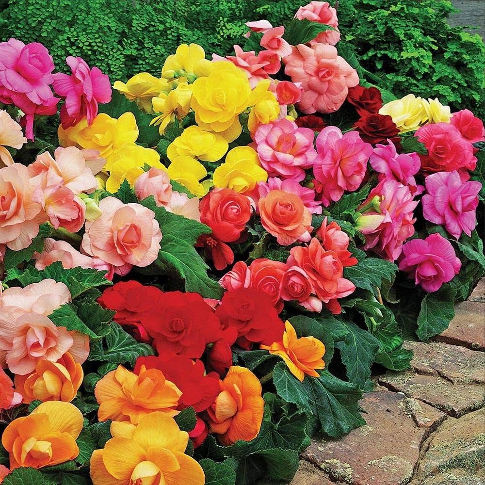 Begonia Flower seeds for Planting Compact Growth Heirloom & GMO Free Seeds for Home Garden