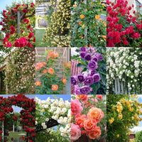MultiColor Rose Flower Seeds for Planting Easy to Grow Heirloom & GMO Free Seeds for Home Garden
 
 Sale