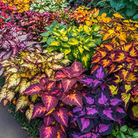 Rainbow Dragon Coleus for Planting Colorful Display Heirloom & GMO Free Seeds for Home Garden
 
 Sale