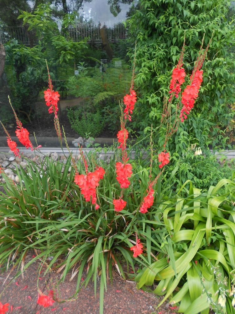 Bugle Lily Watsonia Plant Flower Seeds