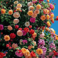 Color Rose Seeds Flower seeds for Planting, Long Bloom Season Heirloom & GMO Free Seeds for Home Garden