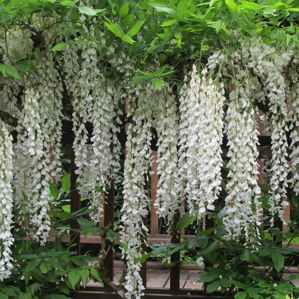 White Wisteria Flower Seeds for Planting Low Maintenance Heirloom & GMO Free Seeds for Home Garden
 
 Sale