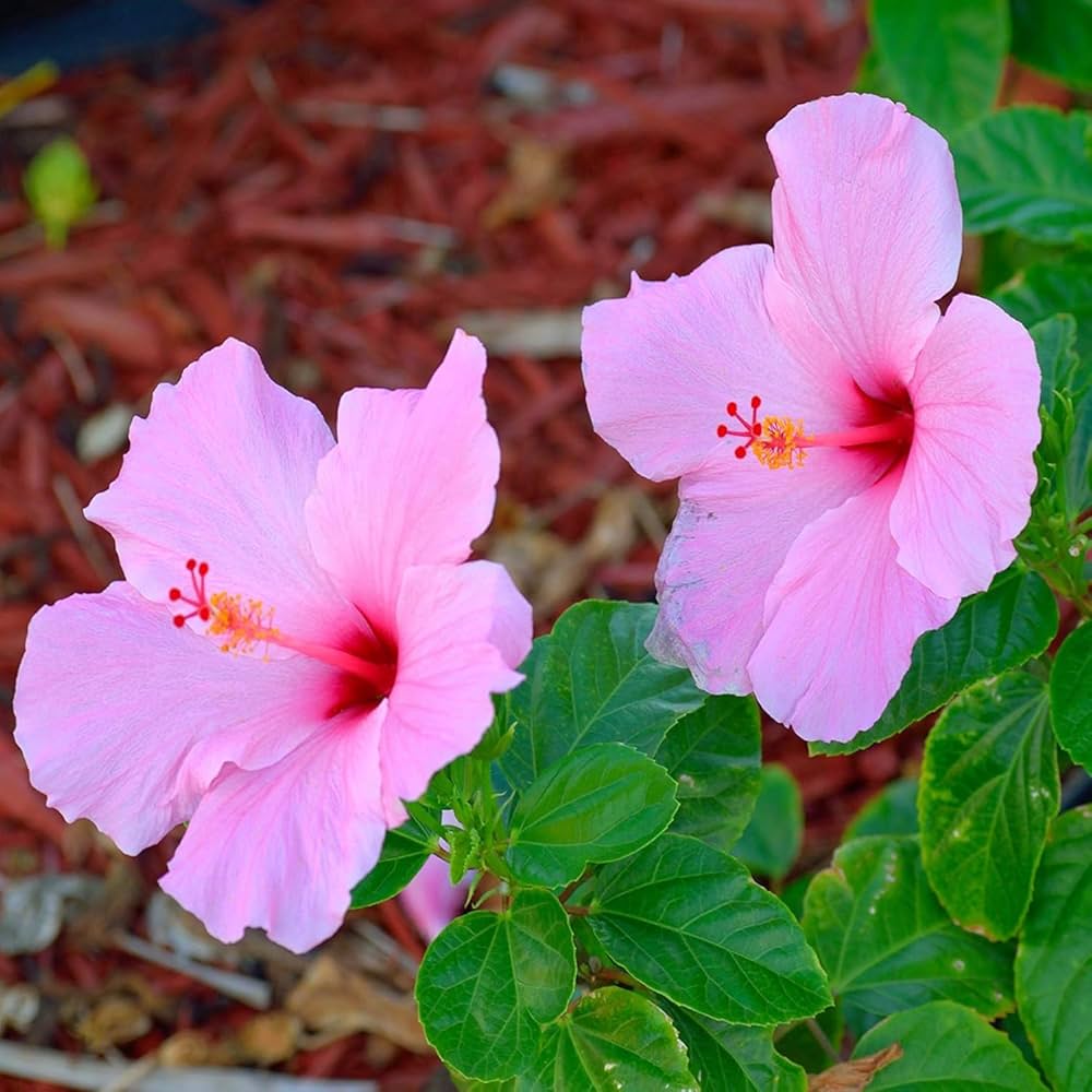 Baby Pink Hibiscus Flower seeds for Planting Garden Favorite Heirloom & GMO Free Seeds for Home Garden 
 
 Sale