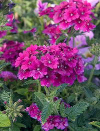 Purple Verbena Tenuisecta Flower seeds for Planting - Drought Tolerant, Heirloom & GMO Free Seeds for Home Garden