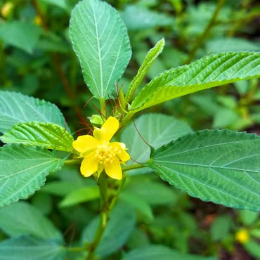 Dolichos Biflorus Flower seeds for Planting - Pollinator Friendly, Heirloom & GMO Free Seeds for Home Garden