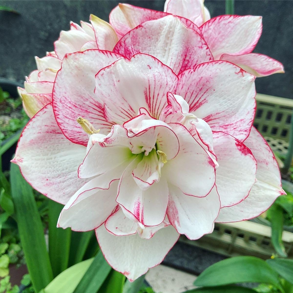 White Pink Amaryllis Flower Seeds for Planting Sun Loving Heirloom & GMO Free Seeds for Home Garden
 
 Sale