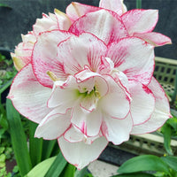 White Pink Amaryllis Flower Seeds for Planting Sun Loving Heirloom & GMO Free Seeds for Home Garden
 
 Sale