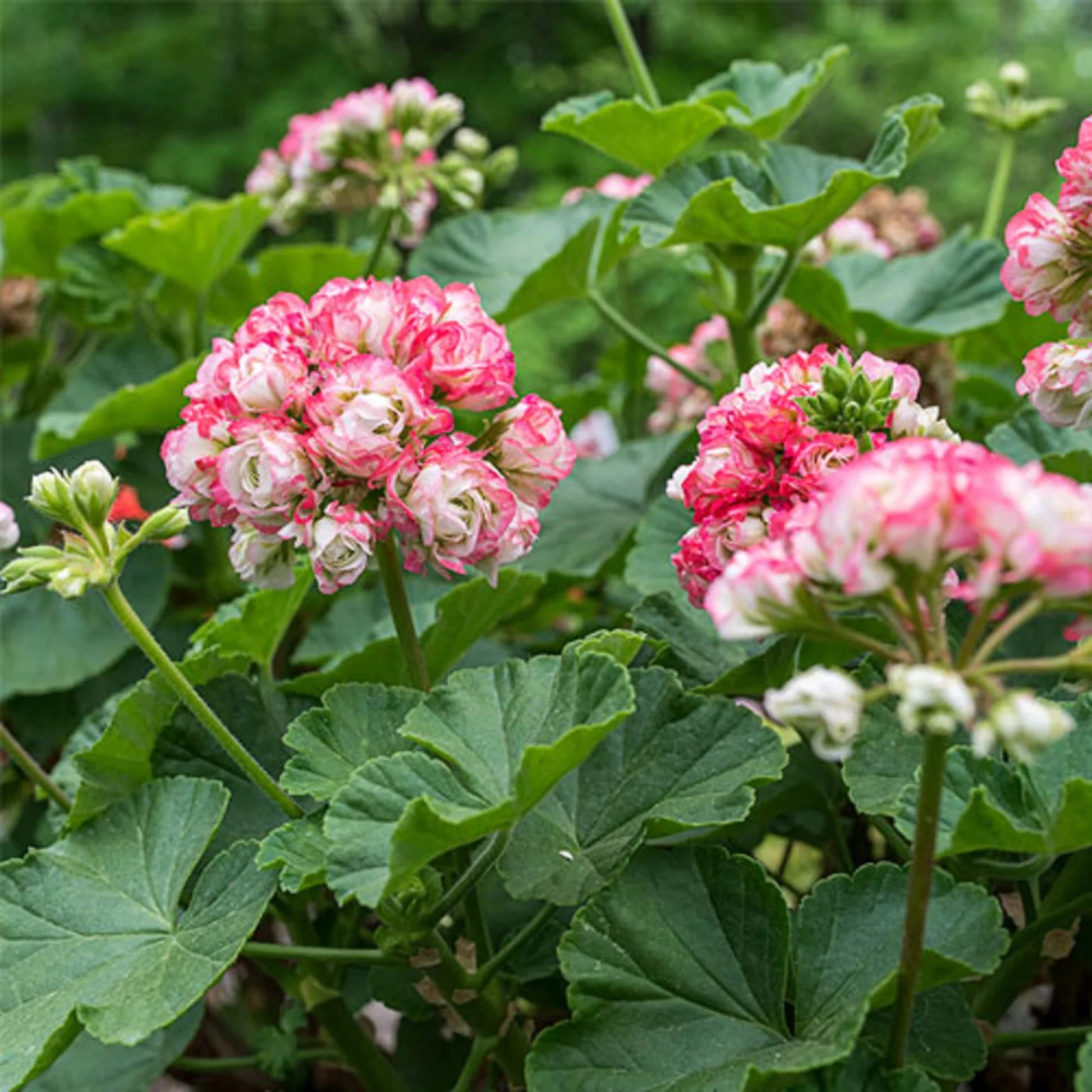 Pink Geranium Apple Blossom Flower seeds for Planting - Shade Tolerant, Heirloom & GMO Free Seeds for Home Garden