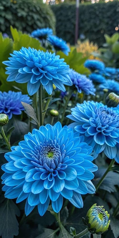 Blue Chrysanthemum Flower seeds for Planting - Premium Quality, Heirloom & GMO Free Seeds for Home Garden