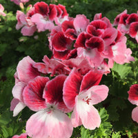 Light Yellow Univalve Geranium Flower seeds for Planting - Sun Loving, Heirloom & GMO Free Seeds for Home Garden