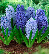 Sky Blue Hyacinthus Orientalis Flower seeds for Planting - Cut Flower Favorite, Heirloom & GMO Free Seeds for Home Garden