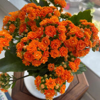 Orange Hydrangea Flower seeds for Planting - Pollinator Friendly, Heirloom & GMO Free Seeds for Home Garden