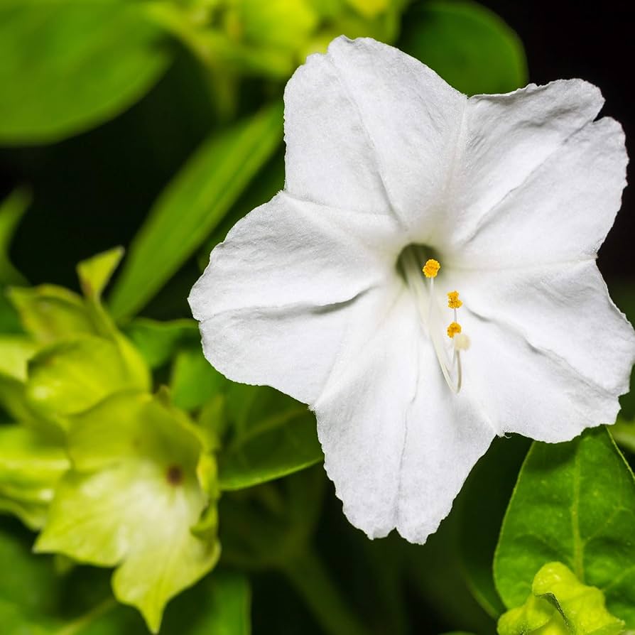 White Four O'Clock Flower seeds for Planting Shade Tolerant Heirloom & GMO Free Seeds for Home Garden 
 
 Sale