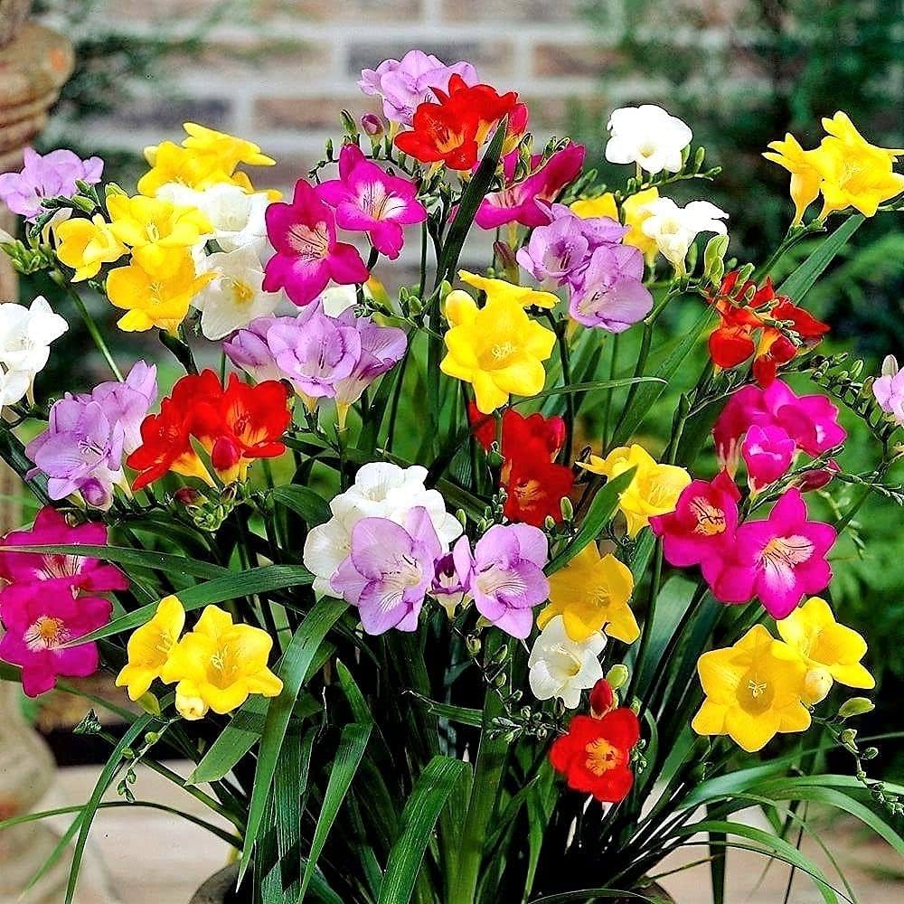 Mixed Freesias Flower seeds for Planting - Garden Favorite, Heirloom & GMO Free Seeds for Home Garden