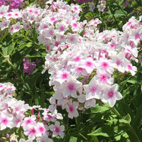 White Pink Nora Leigh Flower Planting  Seeds for Elegant Blooms in Your Garden