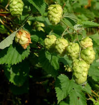 Green Humulus Lupulus Flower seeds for Planting - Cut Flower Favorite, Heirloom & GMO Free Seeds for Home Garden