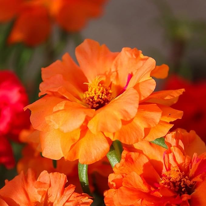 Stoppuhr Orange Portulaca Moss Rose Seeds for Bright Orange Blooms