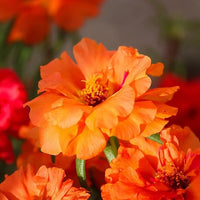 Stoppuhr Orange Portulaca Moss Rose Seeds for Bright Orange Blooms