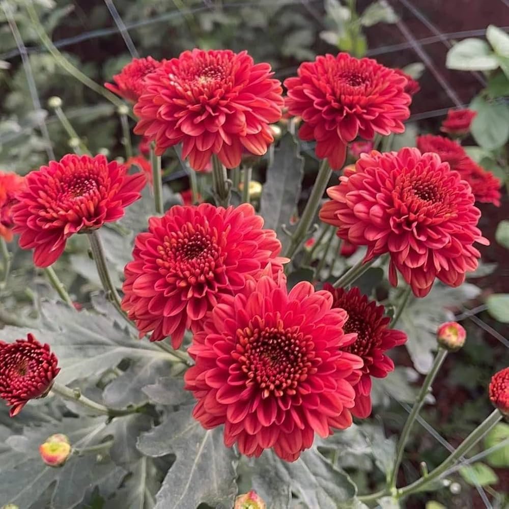 Chrysanthemum Red Flower seeds for Planting - Cut Flower Favorite, Heirloom & GMO Free Seeds for Home Garden