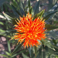 Yellow Safflower Flower seeds for Planting - Sun Loving, Heirloom & GMO Free Seeds for Home Garden
