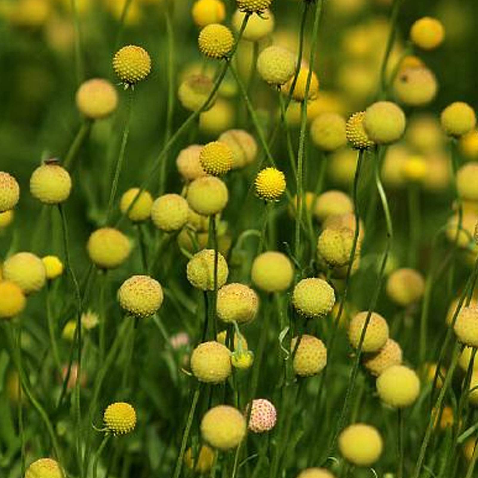 Craspedia Flower seeds for Planting Low Maintenance Heirloom & GMO Free Seeds for Home Garden 
 
 Sale