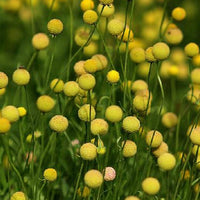 Craspedia Flower seeds for Planting Low Maintenance Heirloom & GMO Free Seeds for Home Garden 
 
 Sale
