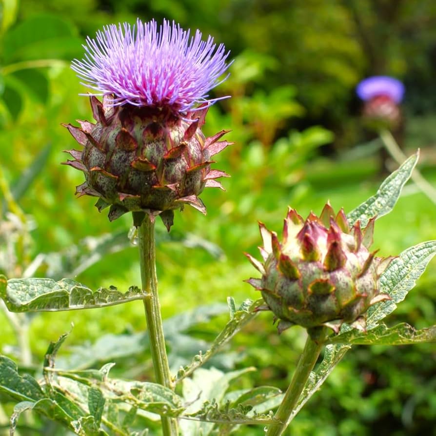 Heirloom Cardo Gigante Flower seeds for Planting Shade Tolerant Heirloom & GMO Free Seeds for Home Garden