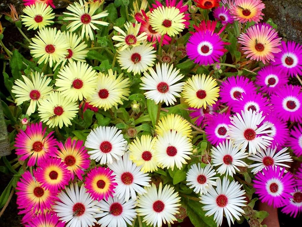 Mixed Ice Flower Planting Seeds Collection