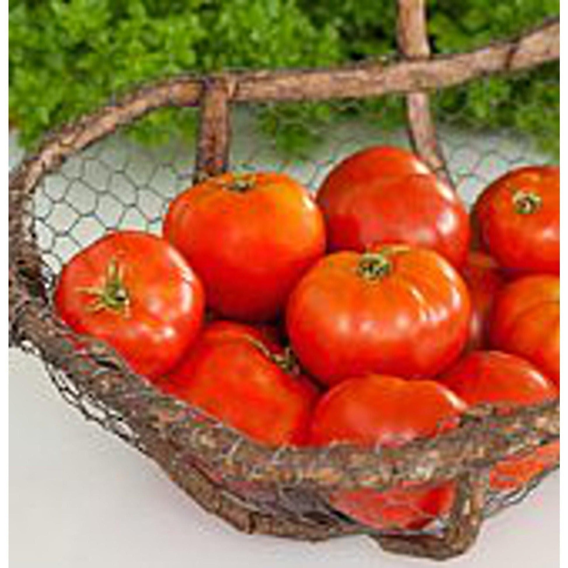 Mountain Pride Tomato Solanum lycopersicum Vegetable Seeds for Planting in Vegetable Patch