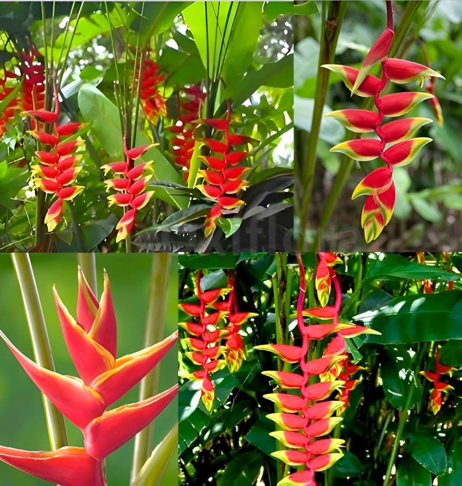 Heliconia Flower seeds for Planting Hardy Variety Heirloom & GMO Free Seeds for Home Garden
 
 Sale