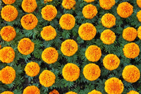 Marigold Seeds for Planting Tagetes Erecta flower bed vegetable garden