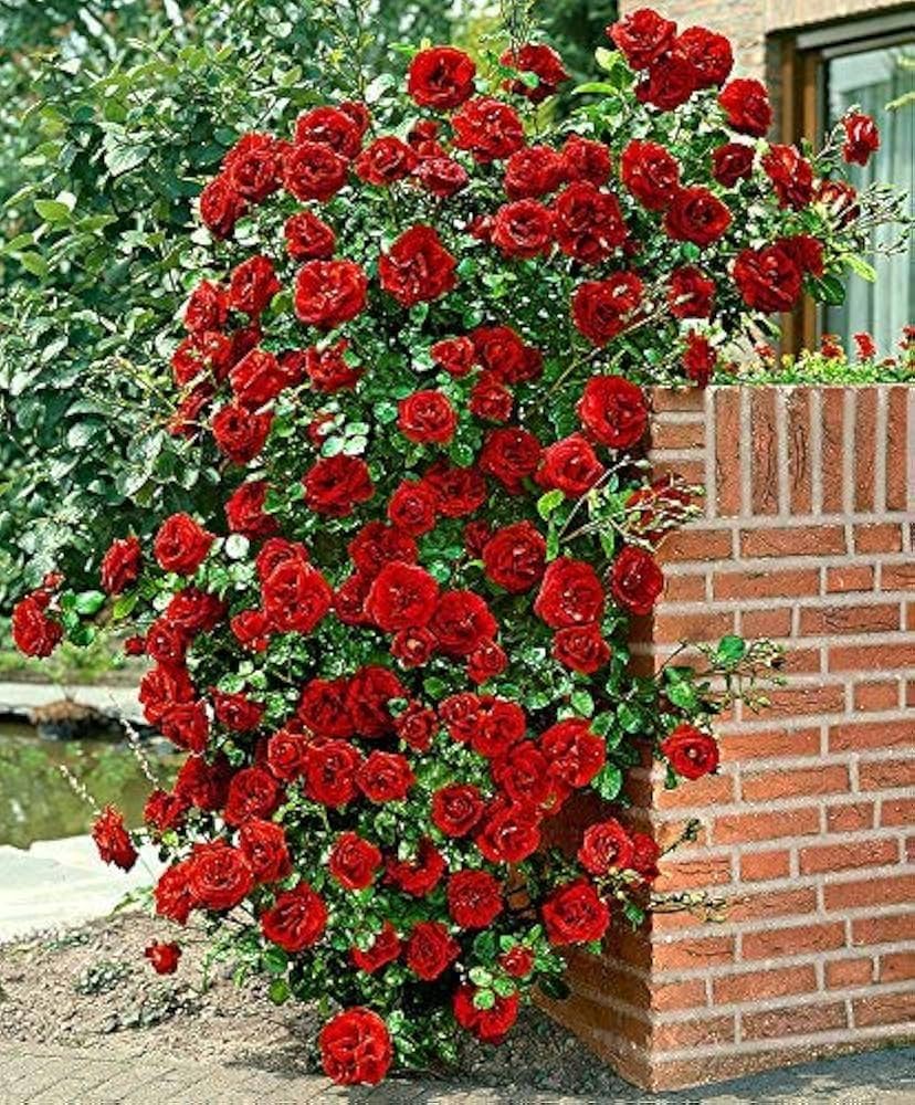 Dark Red Climbing Rose Flower seeds for Planting - Shade Tolerant, Heirloom & GMO Free Seeds for Home Garden