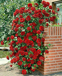 Dark Red Climbing Rose Flower seeds for Planting - Shade Tolerant, Heirloom & GMO Free Seeds for Home Garden