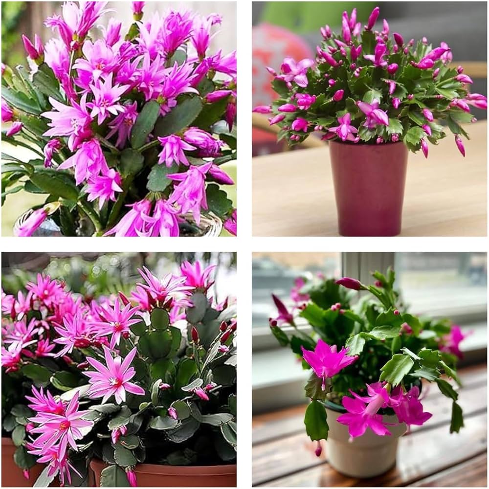 Violet Schlumbergera Seeds for Easy Planting
