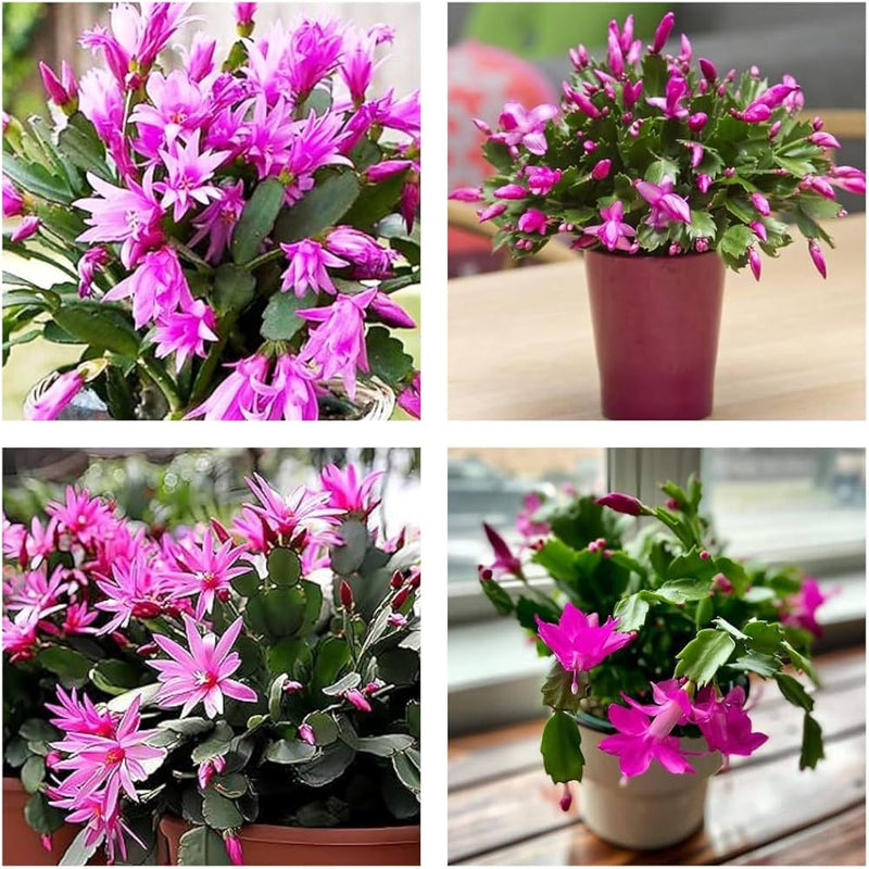 Violet Schlumbergera Seeds for Easy Planting