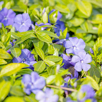 Vinca Sunstorm Purple Seeds – Annual Periwinkle Flowers for Sunny Spots
