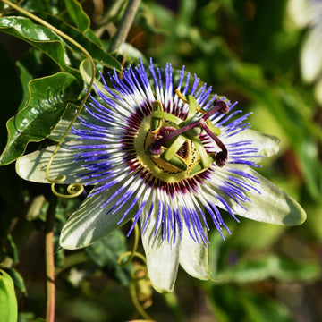 Passiflora Flower seeds for Planting Hardy Variety Heirloom & GMO Free Seeds for Home Garden