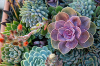 Mixed Echeveria Flower seeds for Planting Easy to Grow Heirloom & GMO Free Seeds for Home Garden 
 
 Sale