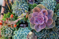 Pink Green Succulent Flower Seeds for Garden Shade Tolerant Heirloom & GMO Free Seeds for Home Garden
 
 Sale