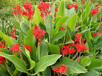 Canna Flower seeds for Planting - Fragrant Blossoms, Heirloom & GMO Free Seeds for Home Garden